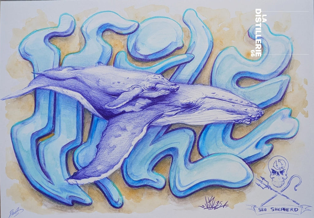 sea sheperd